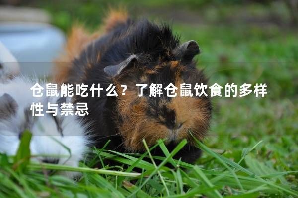 仓鼠能吃什么？了解仓鼠饮食的多样性与禁忌
