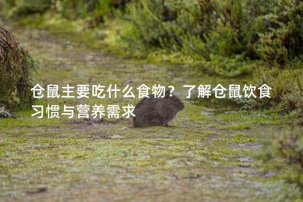仓鼠主要吃什么食物？了解仓鼠饮食习惯与营养需求