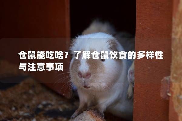 仓鼠能吃啥？了解仓鼠饮食的多样性与注意事项