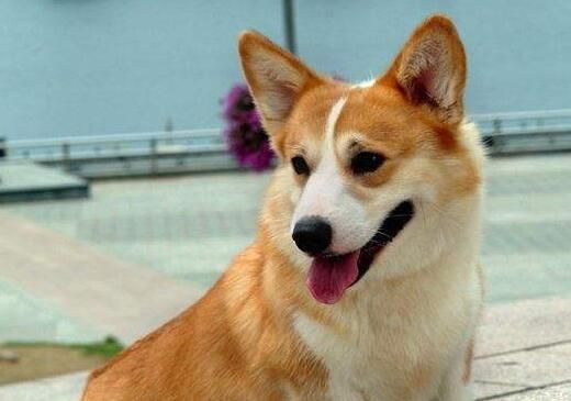 柯基犬的原产地在哪里