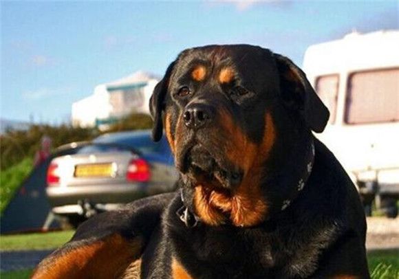 罗威纳犬的原产地在哪里
