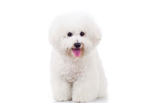 比熊犬