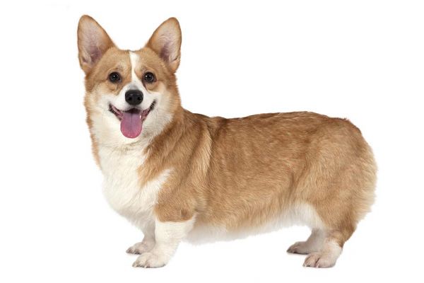 彭布罗克威尔士柯基犬