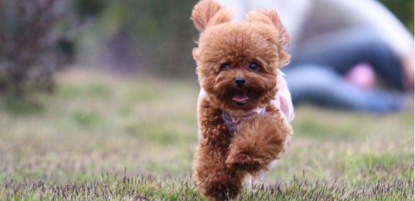贵宾犬的原产地在哪里
