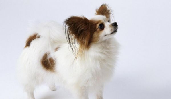 蝴蝶犬的原产地在哪里