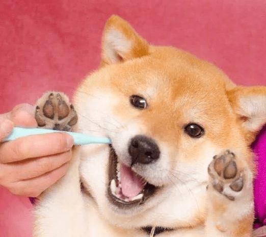 宠物饮食不当导致消化不良。