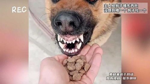 宠物消化系统简单,吃啥吐啥