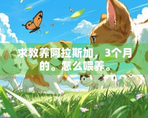 求教养阿拉斯加,3个月的。怎么喂养。