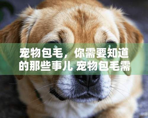 宠物包毛,你需要知道的那些事儿 宠物包毛需要什么