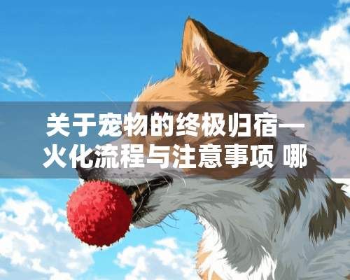 关于宠物的终极归宿—火化流程与注意事项 哪里能火化宠物