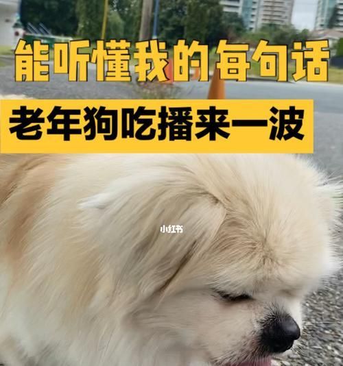 狗狗喂食计划（了解每天喂几顿饭）