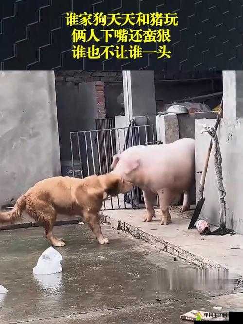 人Or猪Or狗热度超高：探究背后的原因及影响