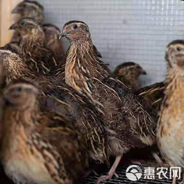 出售淘汰活鹌鹑老鹌鹑精品鹌鹑鸡活体青年鸟天天下蛋繁殖宠物
