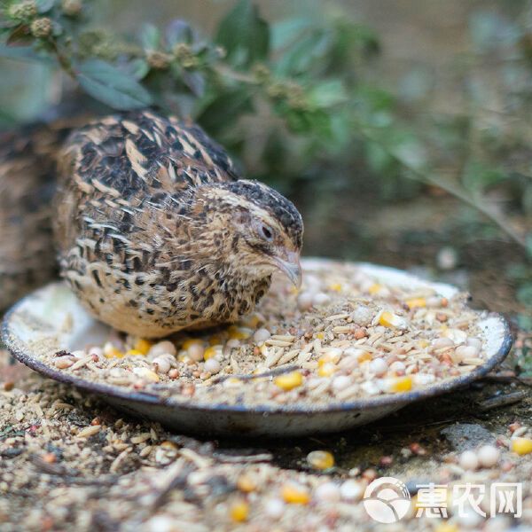 出售淘汰活鹌鹑老鹌鹑精品鹌鹑鸡活体青年鸟天天下蛋繁殖宠物