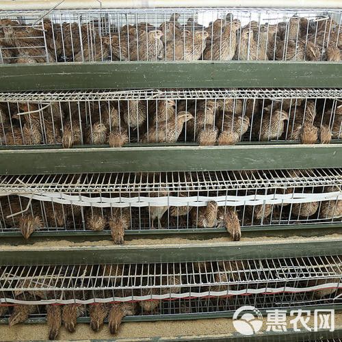 出售淘汰活鹌鹑老鹌鹑精品鹌鹑鸡活体青年鸟天天下蛋繁殖宠物