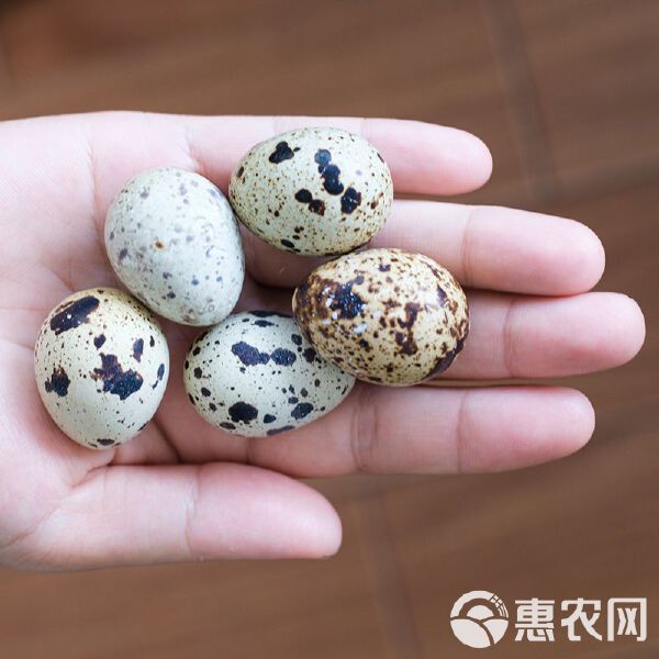 出售淘汰活鹌鹑老鹌鹑精品鹌鹑鸡活体青年鸟天天下蛋繁殖宠物