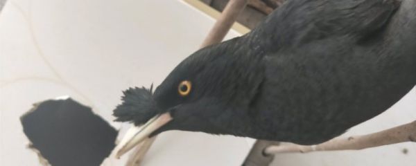 会说话的八哥鸟价格，现在纯种宠物八哥鸟多少钱一只