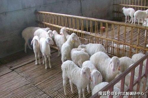 我宠物羊：养羊初学者必看？养羊的十大注意事项