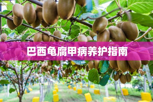 巴西龟腐甲病养护指南