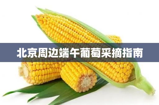 北京周边端午葡萄采摘指南