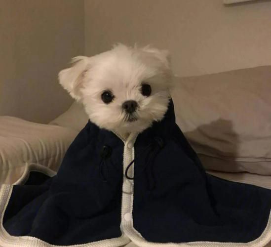 动物头像小狗