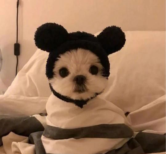 动物头像小狗