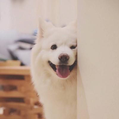 超级萌超级可爱的萌宠小狗小猫头像