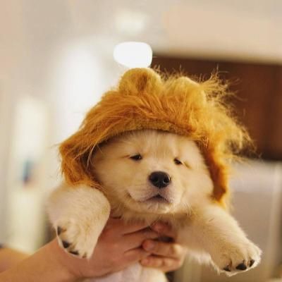 超级萌超级可爱的萌宠小狗小猫头像