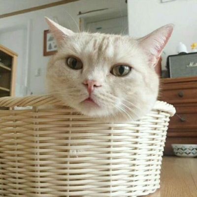 超级萌超级可爱的萌宠小狗小猫头像