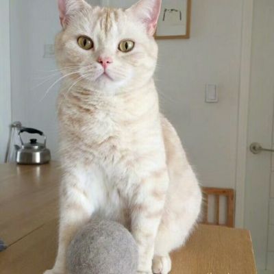 超级萌超级可爱的萌宠小狗小猫头像