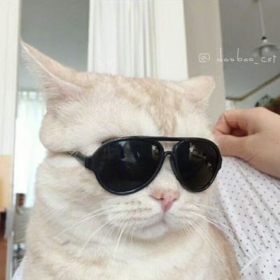 超级萌超级可爱的萌宠小狗小猫头像