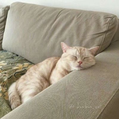 超级萌超级可爱的萌宠小狗小猫头像