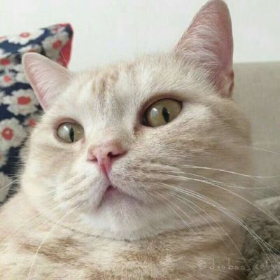 超级萌超级可爱的萌宠小狗小猫头像