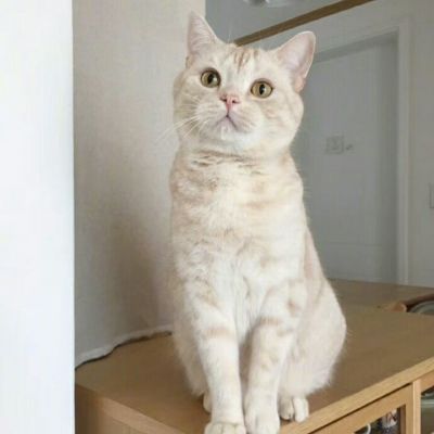 超级萌超级可爱的萌宠小狗小猫头像