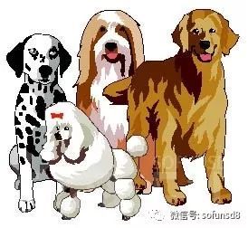 遛狗好去处,狗狗乐园推荐!