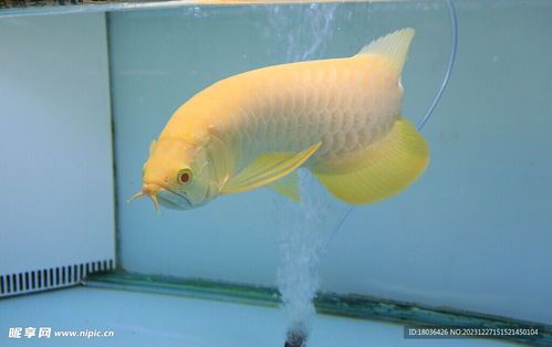 易养观赏鱼品种指南,轻松成为水族爱好者!