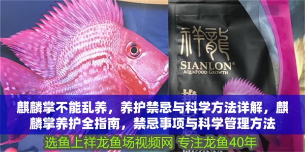 麒麟掌不能乱养，养护禁忌与科学方法详解，麒麟掌养护全指南，禁忌事项与科学管理方法 龙鱼百科 第1张