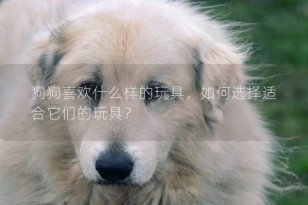 狗狗喜欢什么样的玩具，如何选择适合它们的玩具？