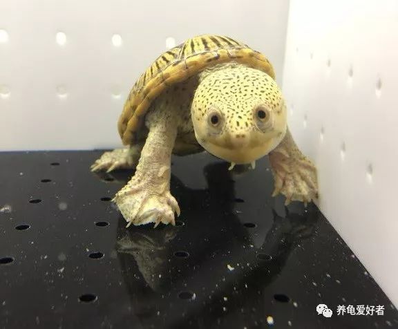 这几种情况下乌龟也会“叫”，你都知道了吗？