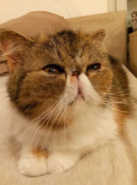小猫几个月可以吃罐头？揭开猫咪饮食秘密