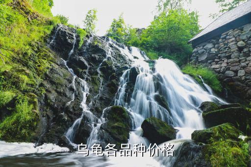 乌龟各品种价格