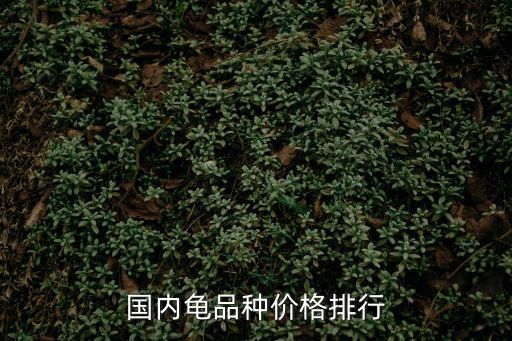 国内龟品种价格排行