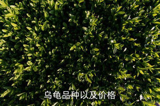 乌龟品种以及价格