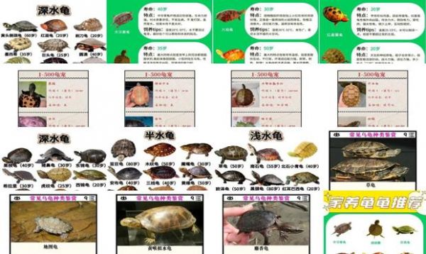 龟的品种价格排行榜