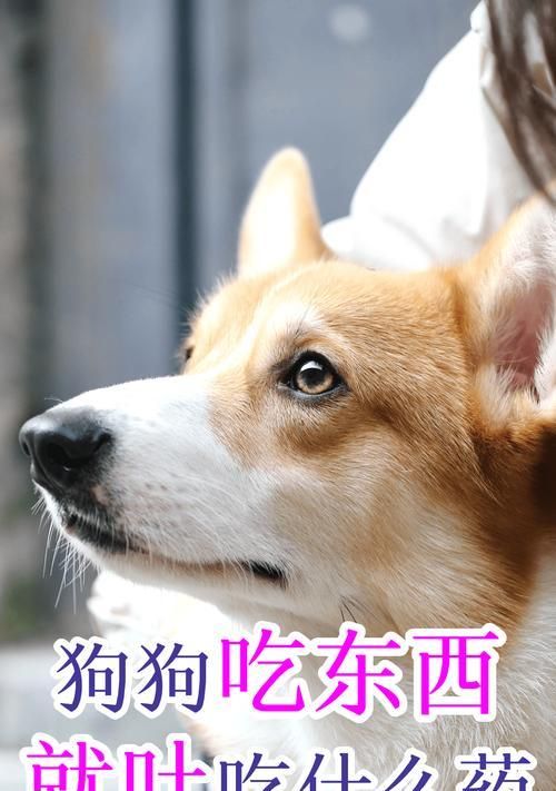 小狗20多天的饮食需求（培养健康成长关键期，了解小狗饮食的要点）