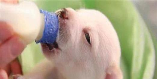小狗可以喝奶粉吗？（探究宠物小狗饮食习惯，为你的爱犬提供最佳营养）