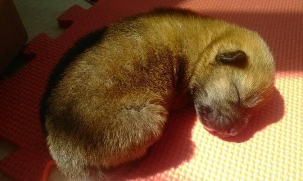 小狗可以喝奶粉吗？（探究宠物小狗饮食习惯，为你的爱犬提供最佳营养）