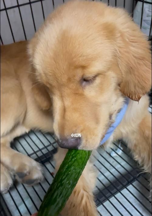 刚满月狗狗能吃黄瓜吗？狗狗可以吃哪些蔬菜？