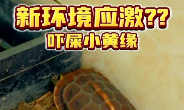 黄腹滑龟的饲养方法（从环境搭建到饮食保健，打造一只健康的宠物）