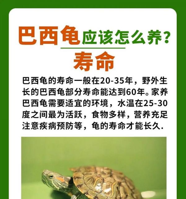 黄腹滑龟的饲养方法（从环境搭建到饮食保健，打造一只健康的宠物）